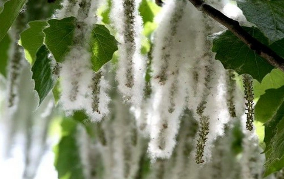 会飘柳絮的树是什么树 杨树飘絮是啥时间