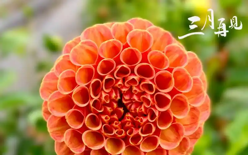 2021年告别三月主题图,非主流-回车桌面