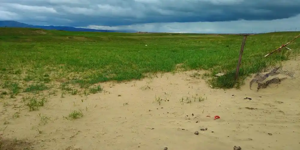 沙土适合种植草坪吗