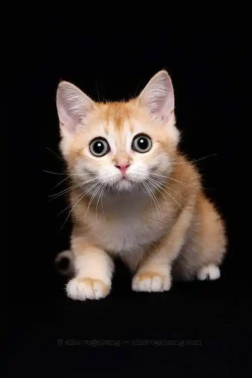 可爱的小猫咪猫手机摄影图片