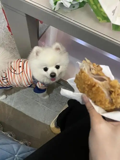 回应: 【讨论】想看看狗狗要东西吃的可爱照片!