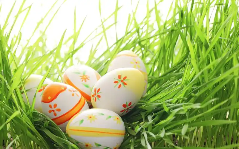 唯美清新护眼高清植物桌面壁纸