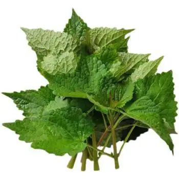 新鲜藿香叶鱼调料渔捞鱼合香茴香香菜火锅食材 带杆2斤