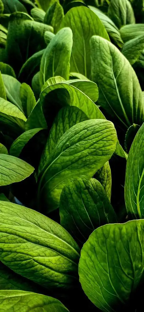 最新超清护眼手机壁纸(100张绿色护眼手机壁纸)(92)