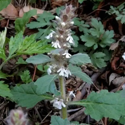 新鲜白毛夏枯草散血草丹青鱼胆草 苦草 苦地胆透骨草500g