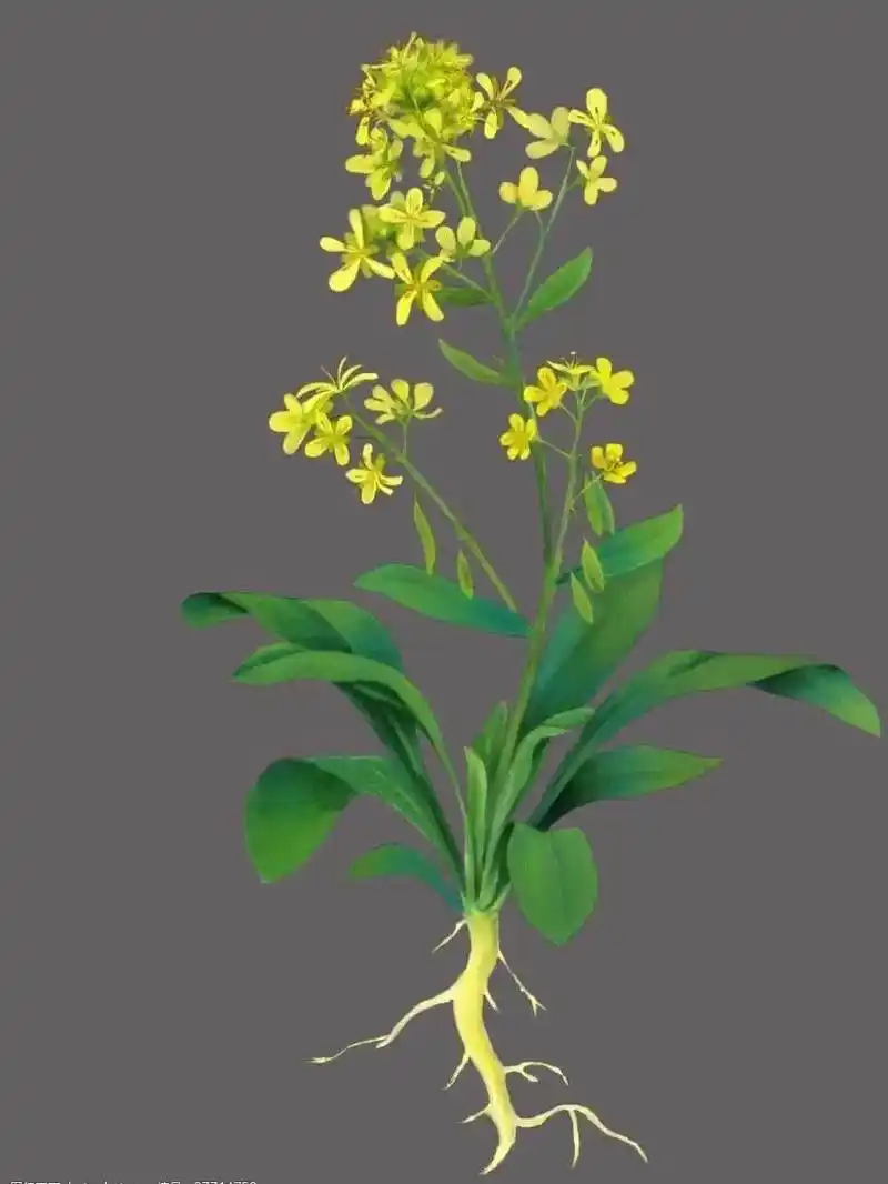 板蓝根  十字花科菘蓝的干燥根 性寒味苦 清热解毒 凉血利咽 - 抖音