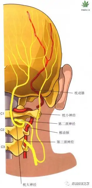 枕神经阻滞可用于诊断和治疗枕神经痛.