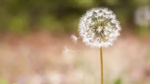 【糖拌西红柿】宽容,是一种自我救赎!
