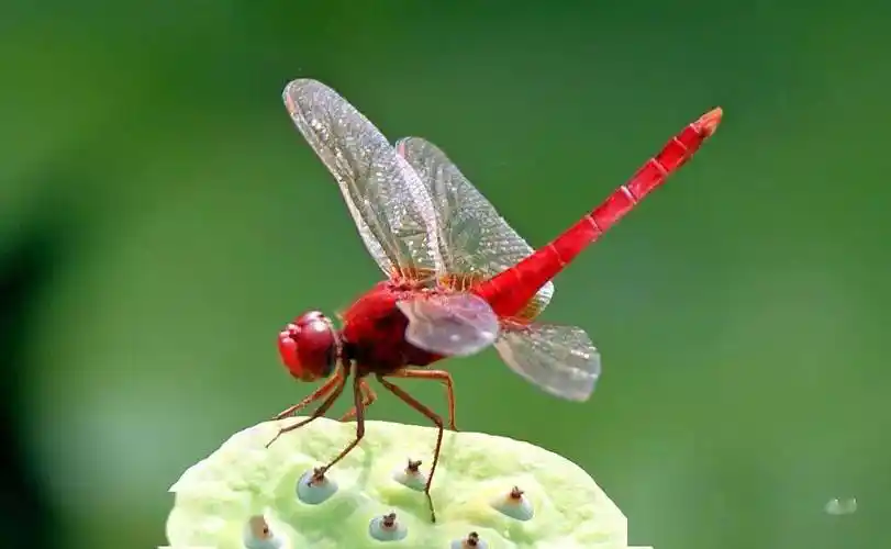 晚霞中的红蜻蜓