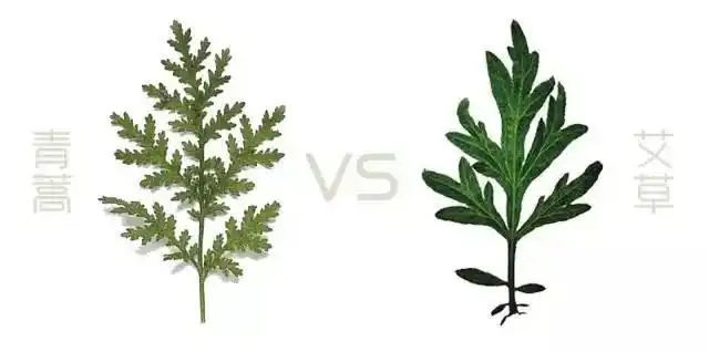 把春天吃进嘴里-艾草团子