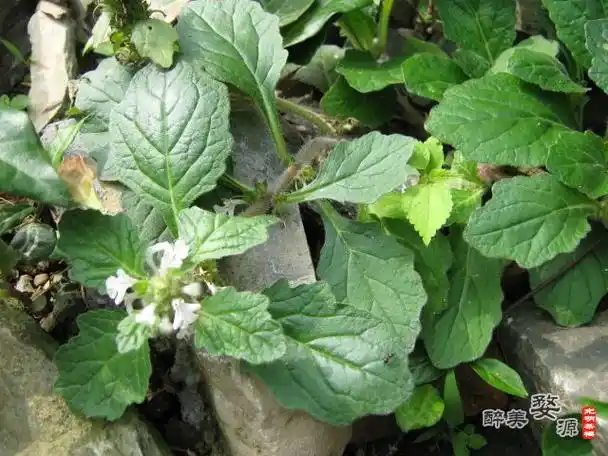 吃了苦草会胃出血吗?