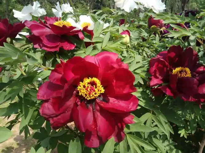 第三十七届中国洛阳牡丹花会游王城公园