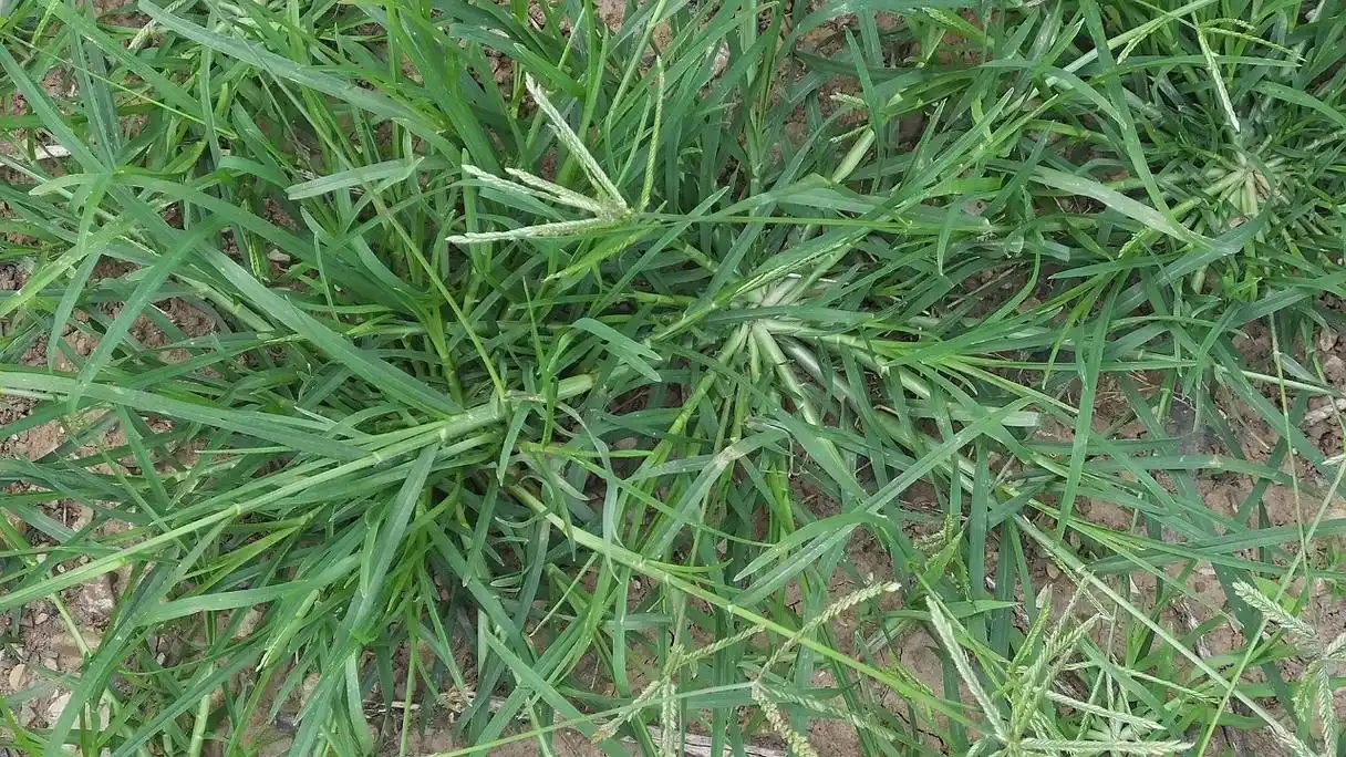 路边常见的牛筋草,没想到有这么多妙用,下次记得拔点回家备用|牛筋草