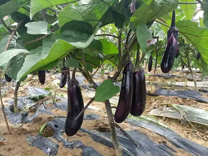 横州市百合镇丰收苦瓜茄子大丰收农户增收钱袋鼓