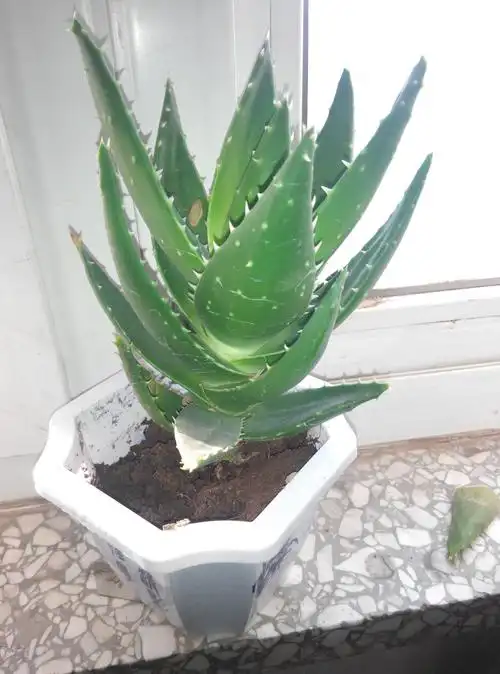 请问这是什么芦荟?