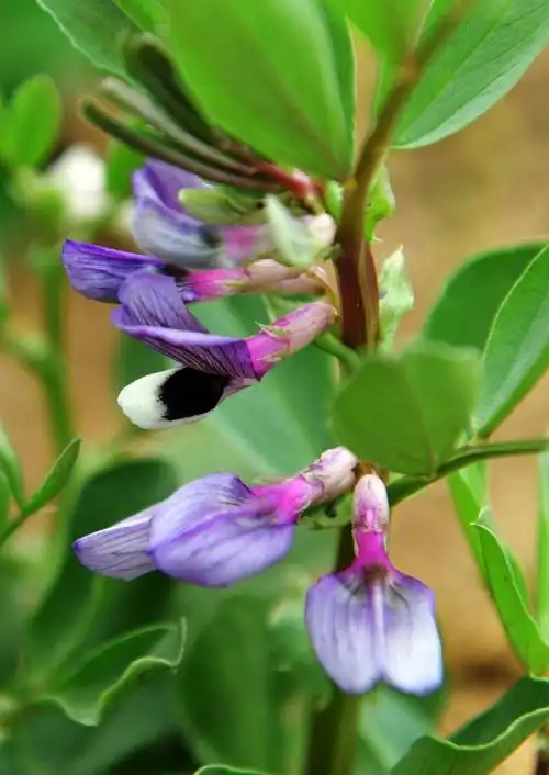 蚕豆是豆科野豌豆属植物.照片摄于4月.