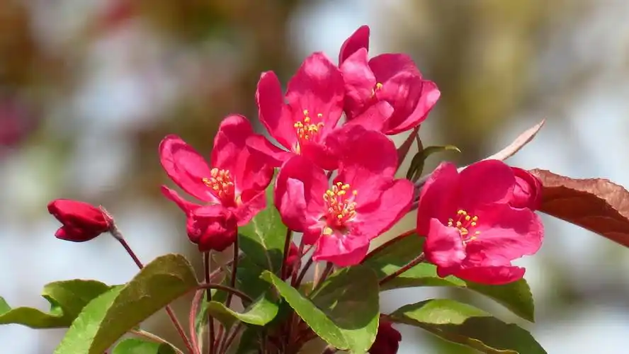 今春海棠花的系列照(2)—北美海棠