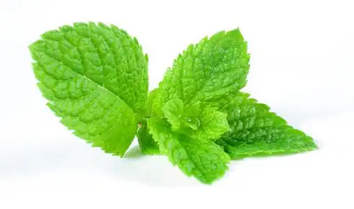 清新薄荷图片-清新薄荷素材-清新薄荷插画-摄图新视界