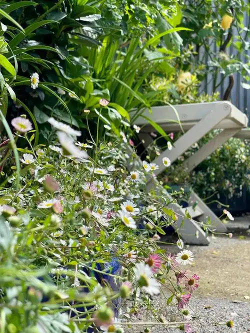 我的墨西哥飞蓬,各种造型,随意摆放,不争锋不卑微,松散而不塌垮,超爱