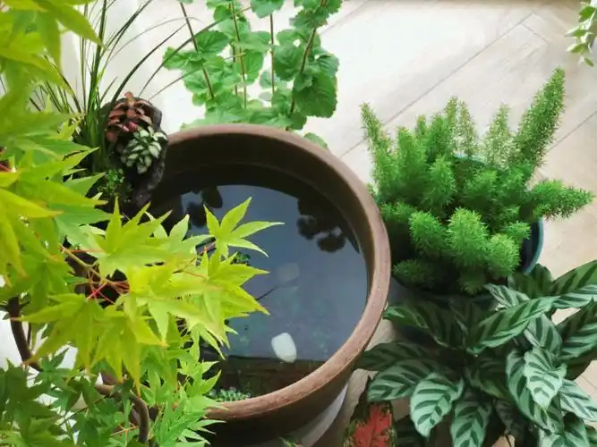 阳台小水景一点点成型