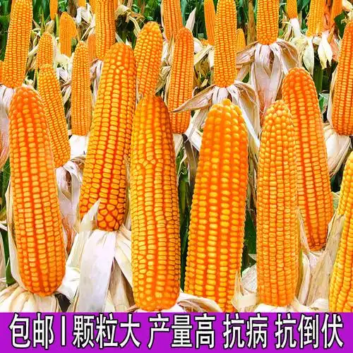 玉米种籽郑单高产大田农科杂交米子春秋早熟家庭园艺种子
