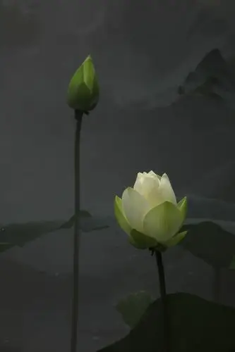 愿生西方净土中,九品莲花为父母; 花开见佛悟无生,不退菩萨为伴侣!