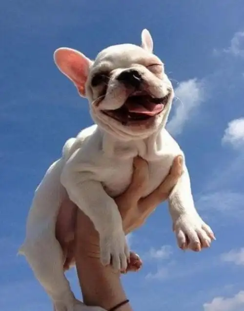 网友拍自家宠物开心表情 动物笑起来很萌很欢乐(组图)