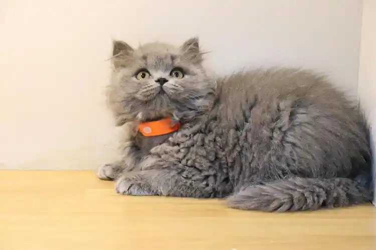 英国蓝猫宠物猫咪高请照片沐米英国短毛猫