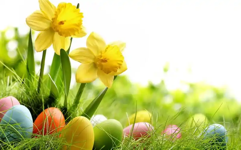 唯美清新护眼高清植物桌面壁纸高清大图预览1920x1080_植物壁纸下载_