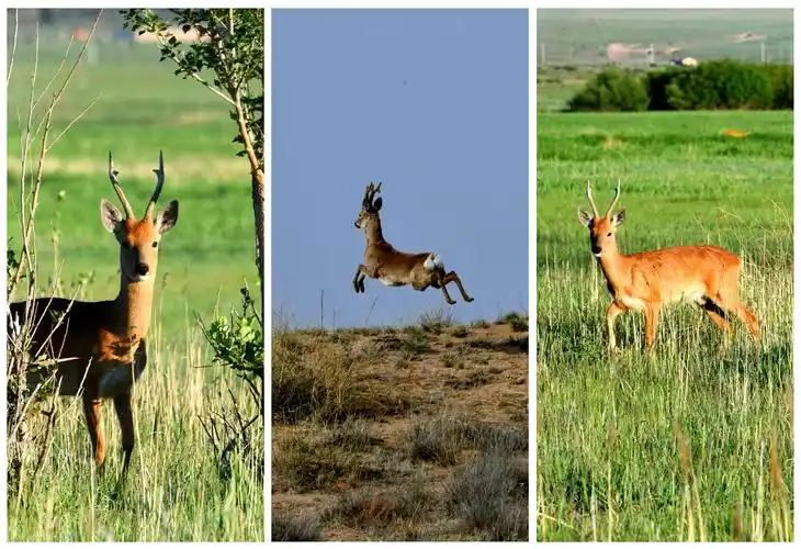 廷·巴特尔拍摄的狍子