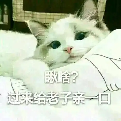 过来给老子亲一口