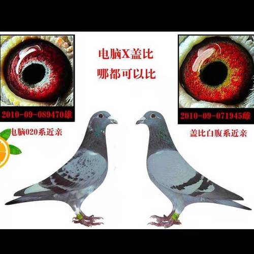 鸽子信鸽赛鸽成绩鸽种鸽血统鸽鸽子活体公棚鸽幼鸽圆环鸽异色鸽【15天
