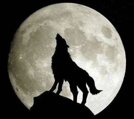 愿成为一匹在月下奔跑的狼