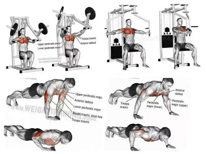 【胸肌训练图解,上胸,中胸,下胸,胸沟】          坚持~努力