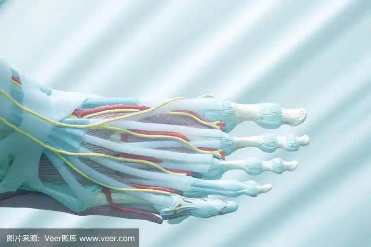 人体足趾医学教学模型显示骨骼,韧带,肌腱和软骨.