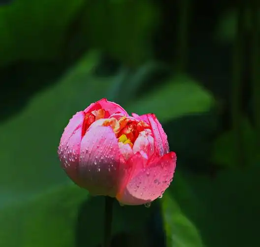 番禺古镇,莲花山公园荷花展及人文风景猎奇.