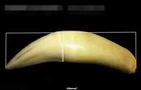 怎么区分狮子牙和虎牙