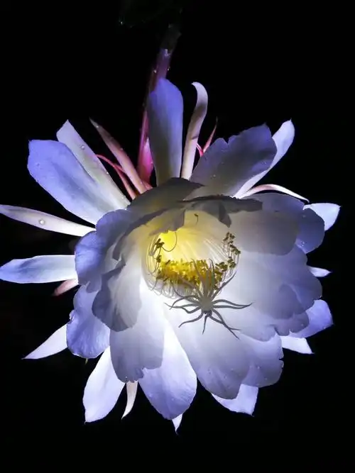 最尊贵的莲花千叶白莲