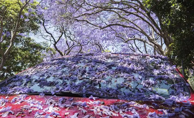 火爆全国的网红花吸引数十万人打卡美得有些不像话