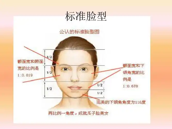 标准脸型