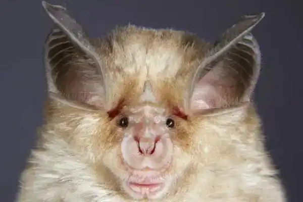 十大最恐怖蝙蝠图片外貌怪异携带可怕病毒