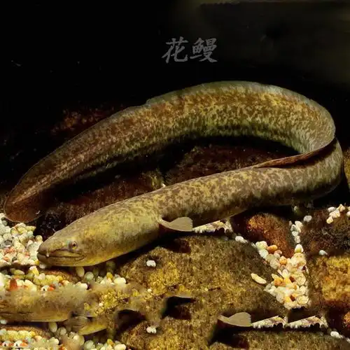 一折鳗鱼活体苗