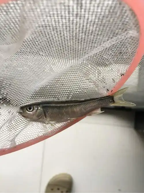 请教这2种什么鱼