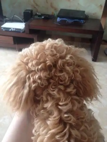 请问泰迪的卷毛分几种类型?