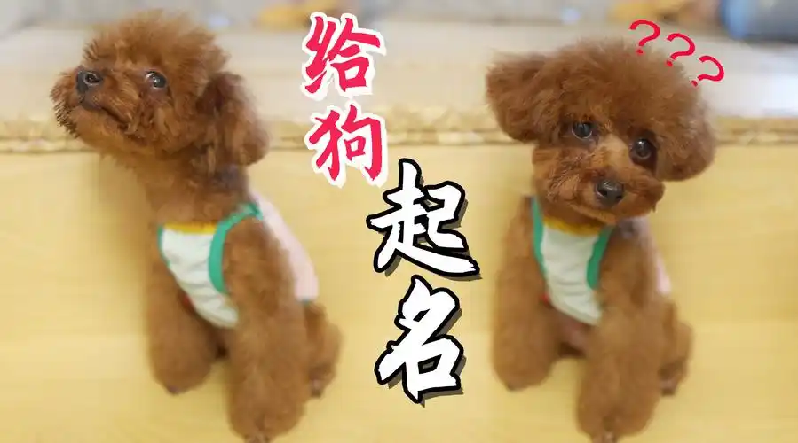 狗狗半岁了都还没名字?网友起了一大堆,不料小泰迪选了这个!