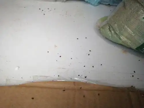 【讨论】崩溃中…请问这是蟑螂屎还是老鼠屎有.