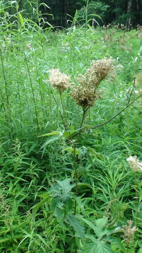 蚊子草:日月峡国家森林公园