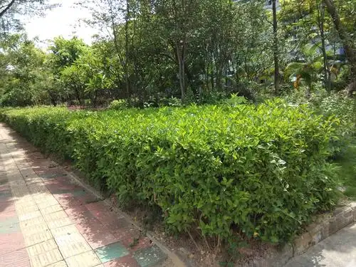 燕罗街道应顺建设工程有限公司2019年6月17日工作记录 - 美篇