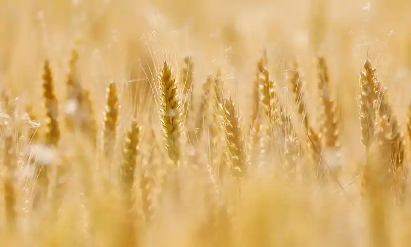 诗意中国夜来南风起小麦覆陇黄