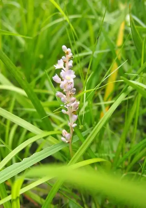 山麦冬:北国风光,万里雪飘,望百草枯黄,唯我独绿
